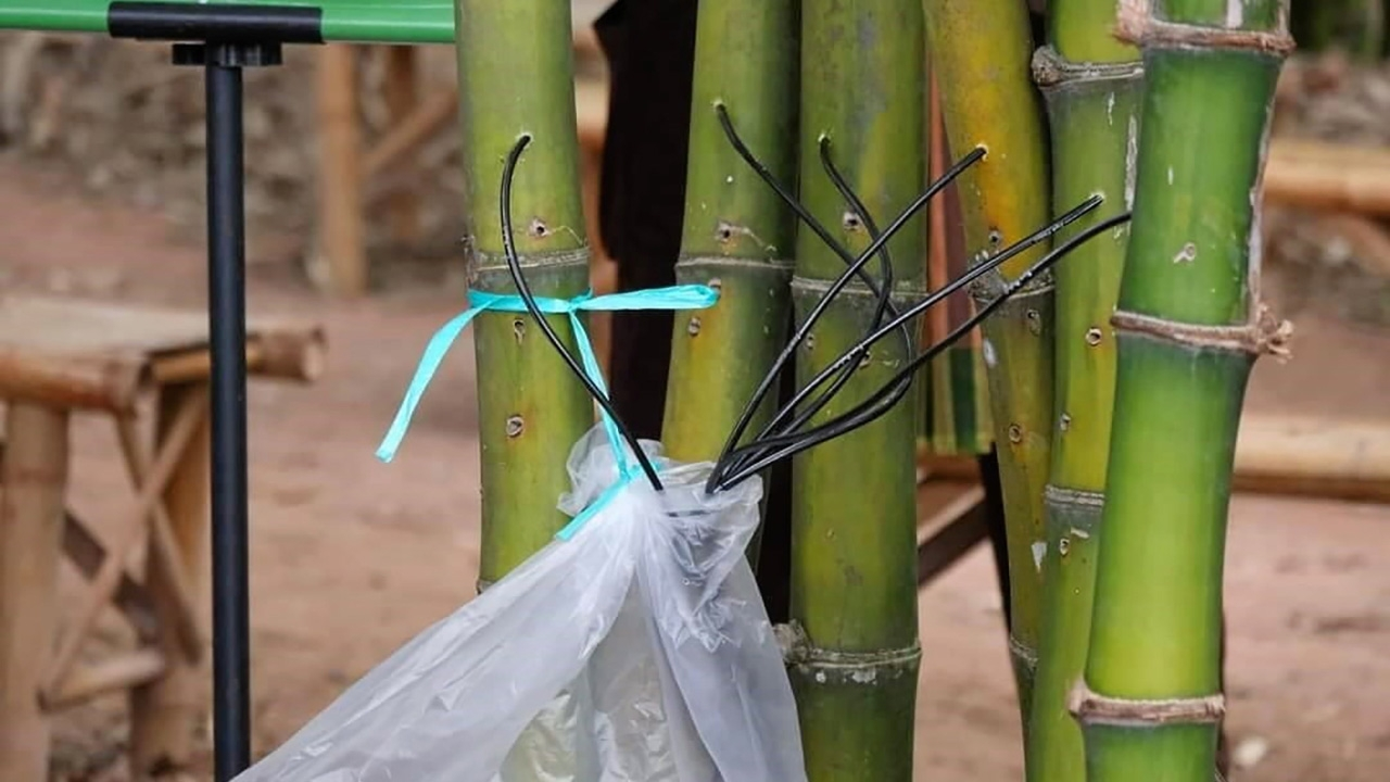15 bài thuốc từ cây tre