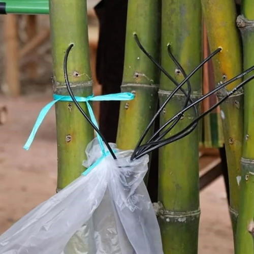 15 bài thuốc từ cây tre